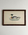 Vintage Framed Duck Print #2