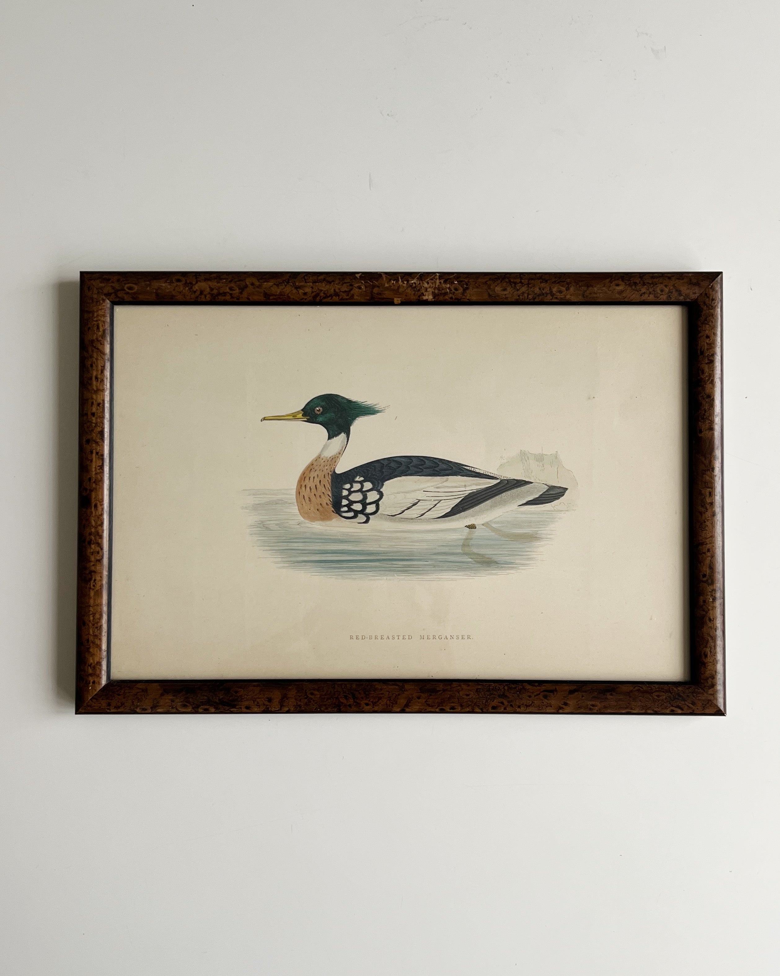 Vintage Framed Duck Print #2