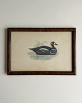 Vintage Framed Duck Print #1