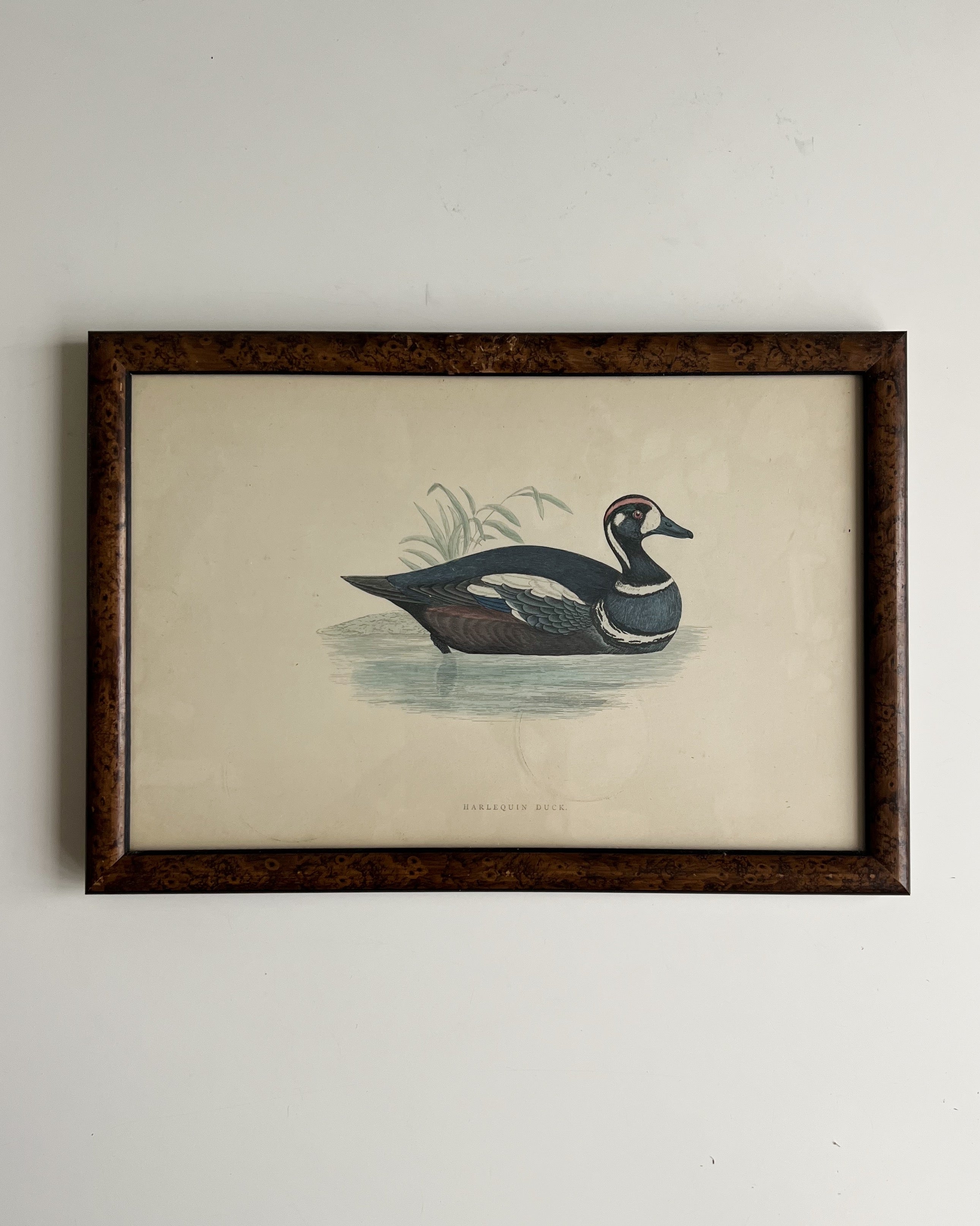 Vintage Framed Duck Print #1
